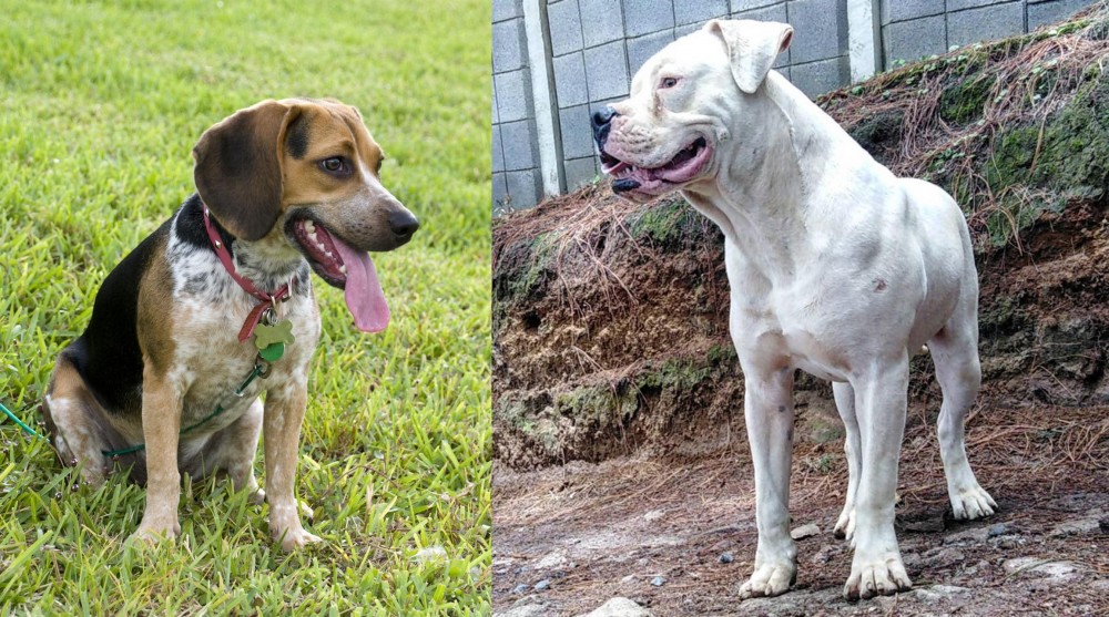 Dogo Guatemalteco vs Bluetick Beagle - Breed Comparison