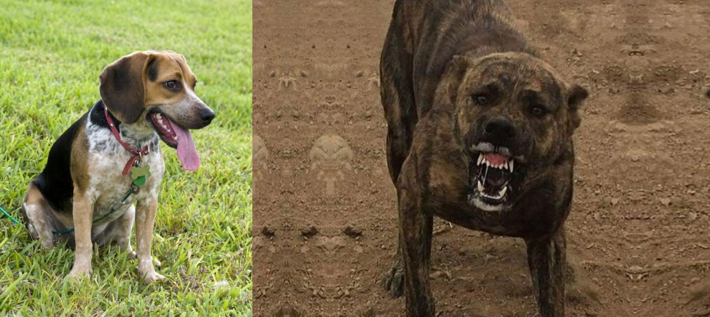 Dogo Sardesco vs Bluetick Beagle - Breed Comparison