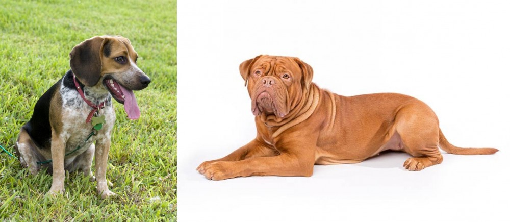 Dogue De Bordeaux vs Bluetick Beagle - Breed Comparison