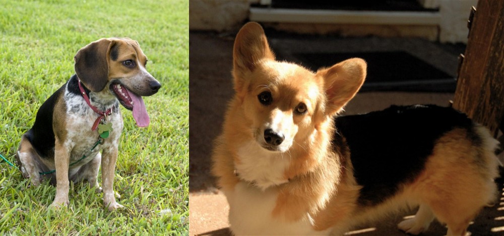 Dorgi vs Bluetick Beagle - Breed Comparison