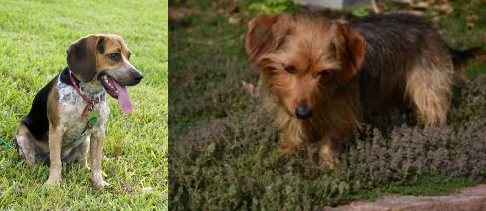 Dorkie vs Bluetick Beagle - Breed Comparison