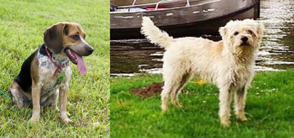 Dutch Smoushond vs Bluetick Beagle - Breed Comparison