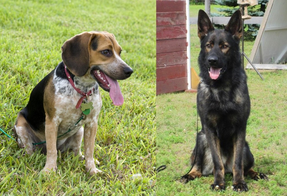 East German Shepherd vs Bluetick Beagle - Breed Comparison