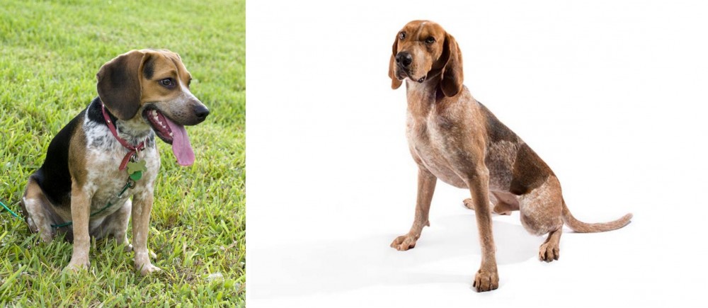 English Coonhound vs Bluetick Beagle - Breed Comparison