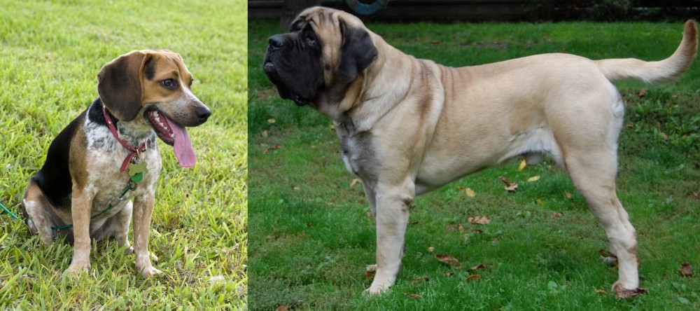English Mastiff vs Bluetick Beagle - Breed Comparison