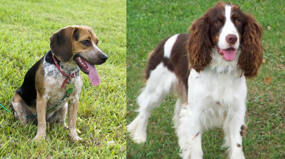 English Springer Spaniel vs Bluetick Beagle - Breed Comparison