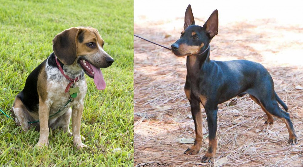 English Toy Terrier (Black & Tan) vs Bluetick Beagle - Breed Comparison