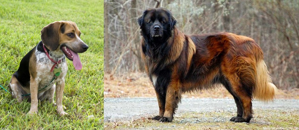 Estrela Mountain Dog vs Bluetick Beagle - Breed Comparison