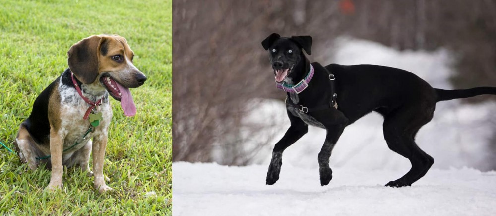 Eurohound vs Bluetick Beagle - Breed Comparison