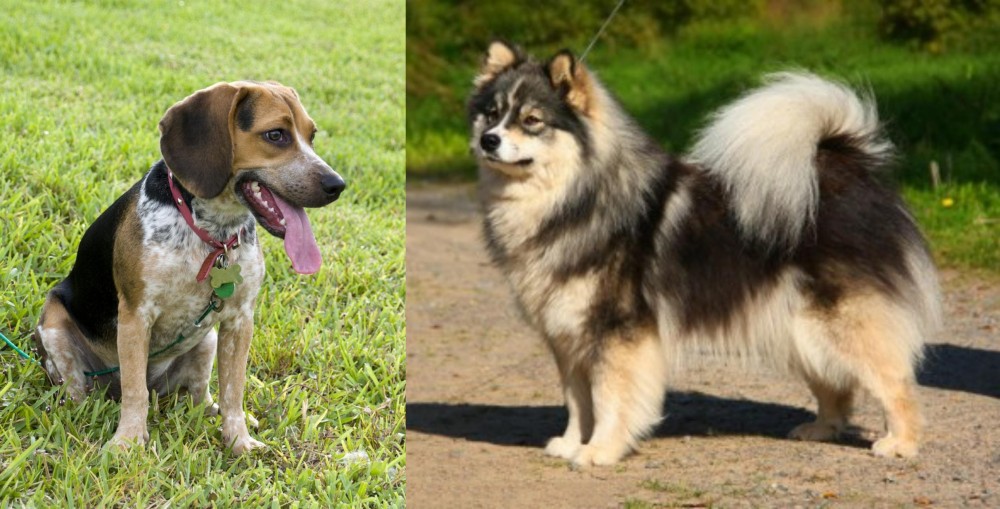 Finnish Lapphund vs Bluetick Beagle - Breed Comparison