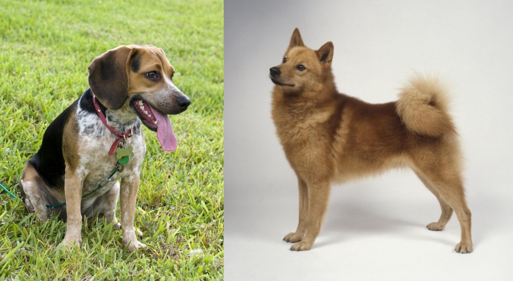 Finnish Spitz vs Bluetick Beagle - Breed Comparison