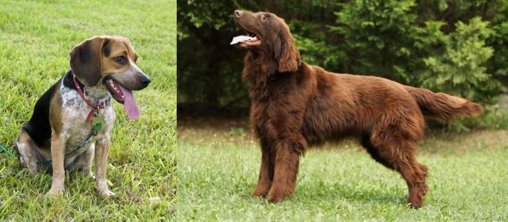 Flat-Coated Retriever vs Bluetick Beagle - Breed Comparison