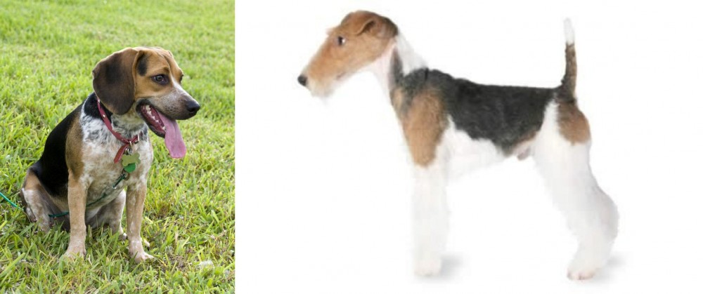 Fox Terrier vs Bluetick Beagle - Breed Comparison