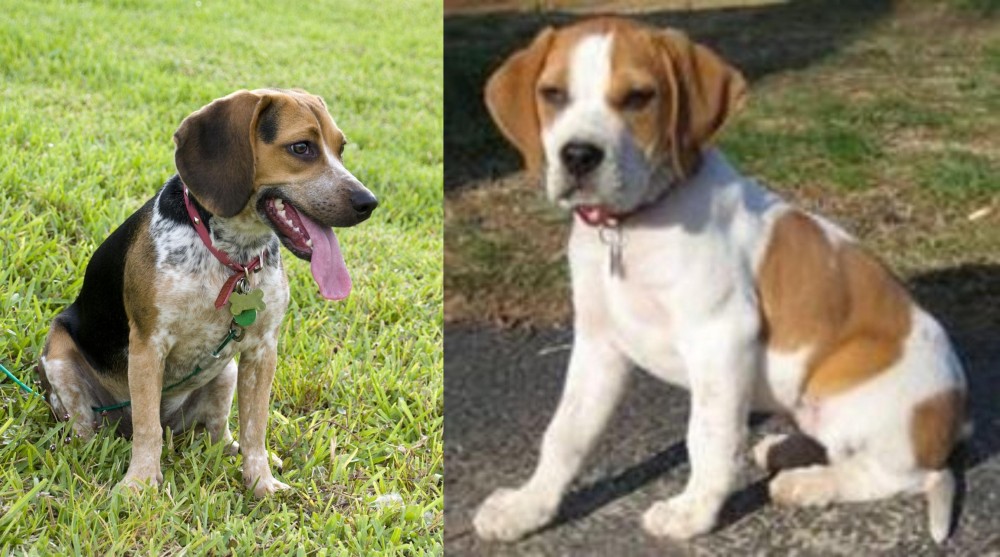 Francais Blanc et Orange vs Bluetick Beagle - Breed Comparison