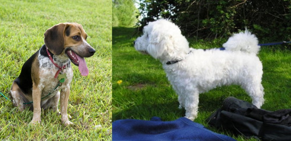 Franzuskaya Bolonka vs Bluetick Beagle - Breed Comparison