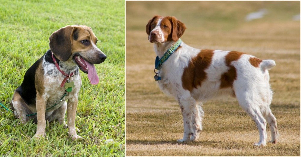 French Brittany vs Bluetick Beagle - Breed Comparison