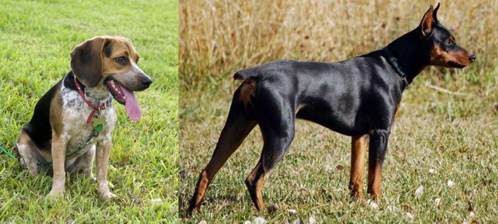 German Pinscher vs Bluetick Beagle - Breed Comparison