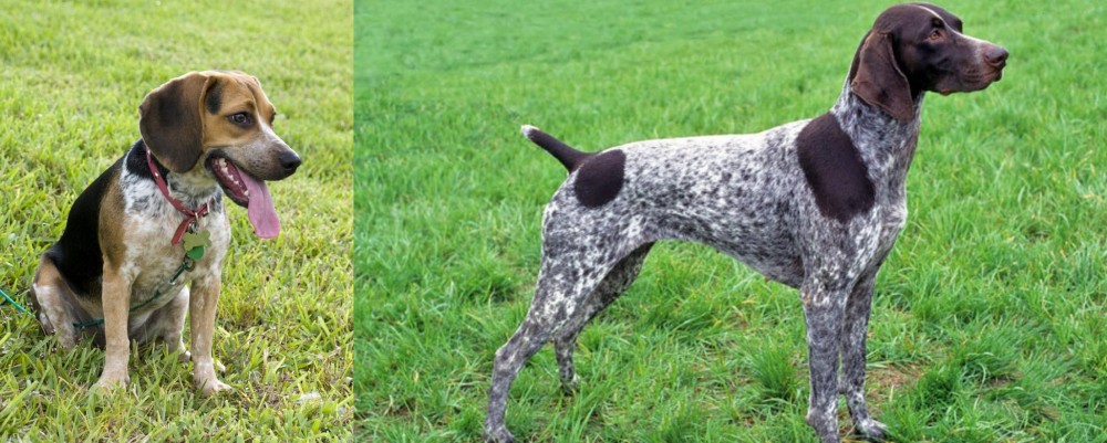 German Shorthaired Pointer vs Bluetick Beagle - Breed Comparison