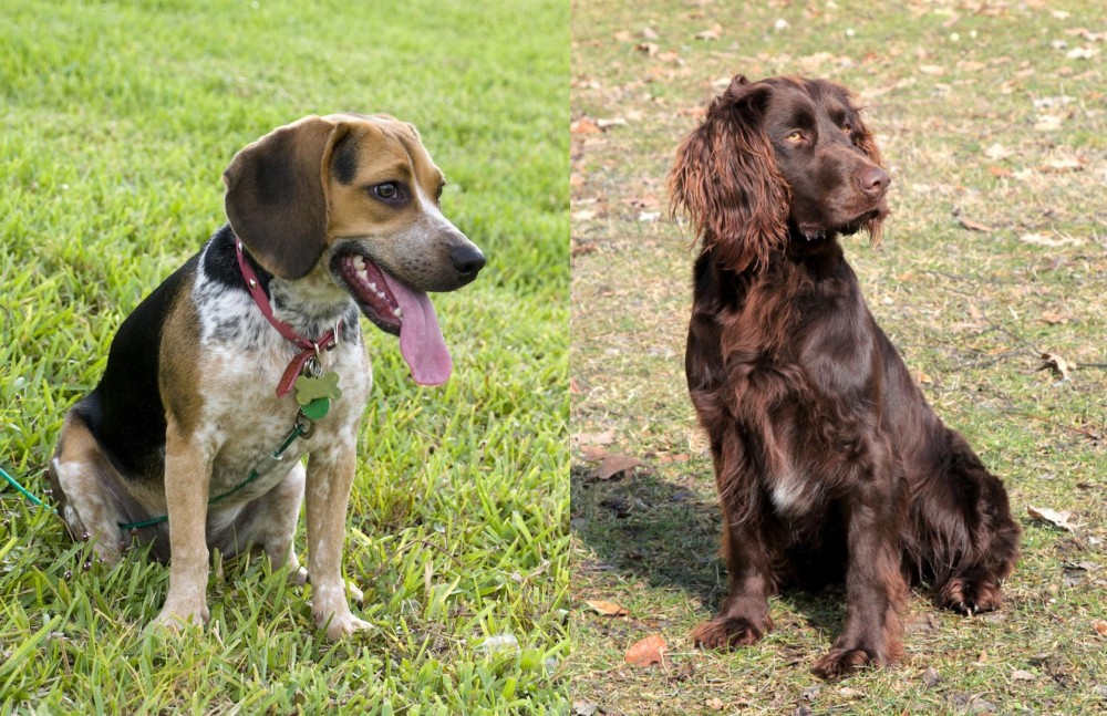 German Spaniel vs Bluetick Beagle - Breed Comparison