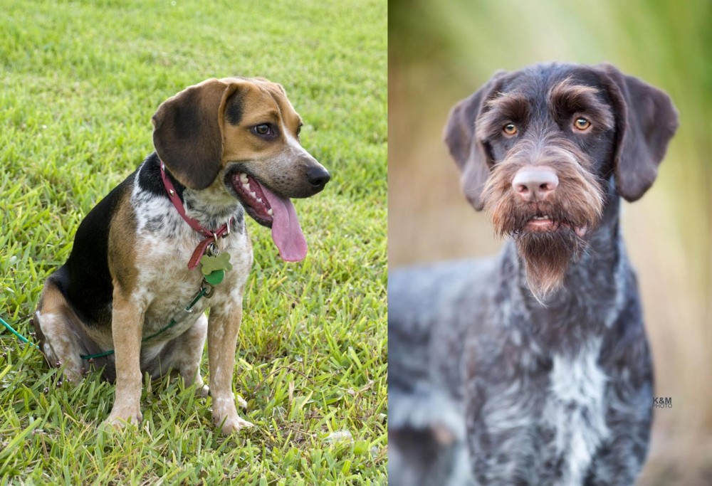 German Wirehaired Pointer vs Bluetick Beagle - Breed Comparison