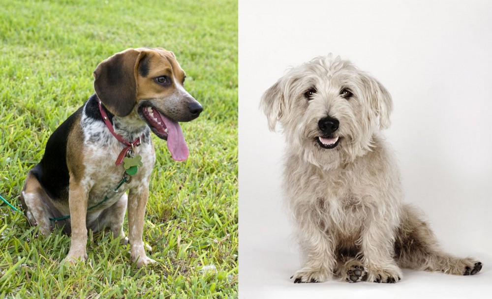 Glen of Imaal Terrier vs Bluetick Beagle - Breed Comparison