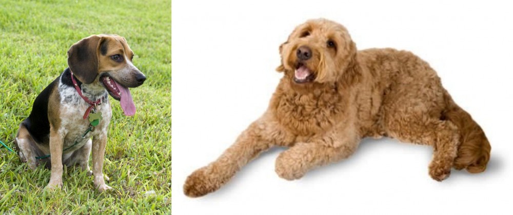 Golden Doodle vs Bluetick Beagle - Breed Comparison