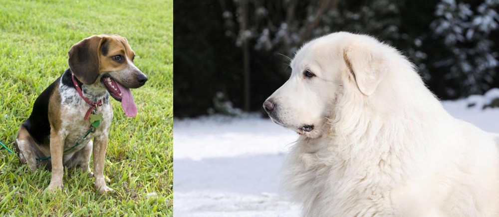 Great Pyrenees vs Bluetick Beagle - Breed Comparison