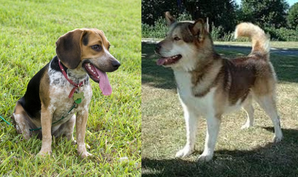 Greenland Dog vs Bluetick Beagle - Breed Comparison