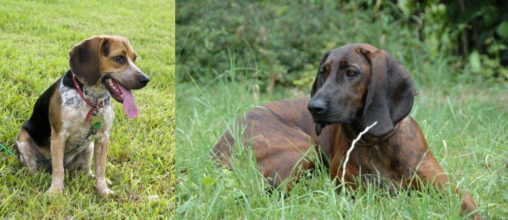 Hanover Hound vs Bluetick Beagle - Breed Comparison