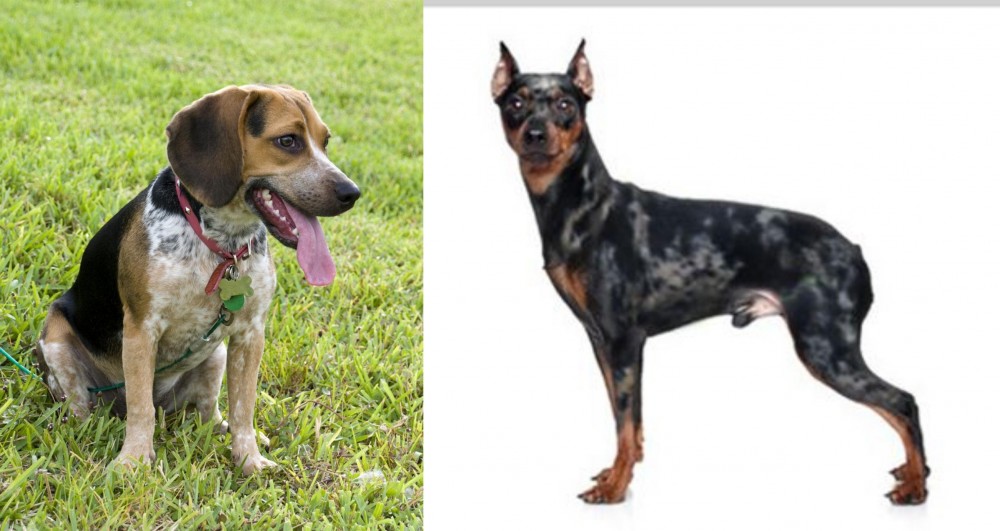 Harlequin Pinscher vs Bluetick Beagle - Breed Comparison