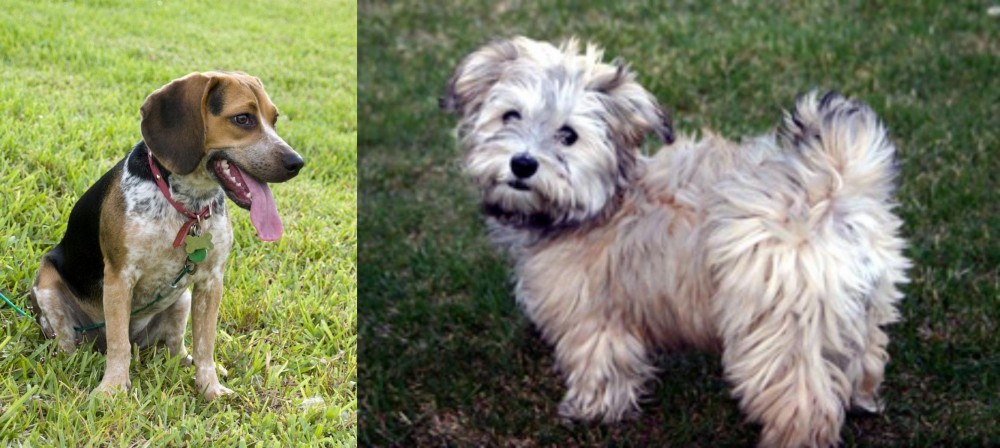 Havapoo vs Bluetick Beagle - Breed Comparison