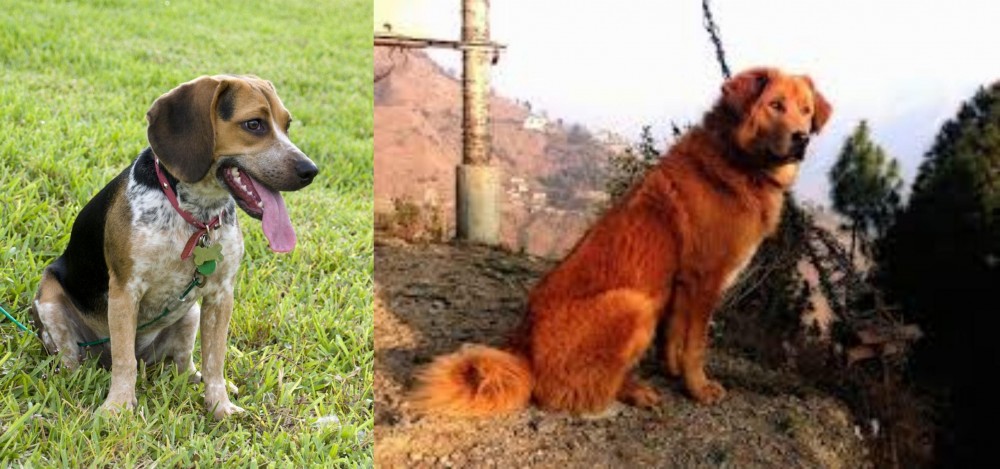 Himalayan Sheepdog vs Bluetick Beagle - Breed Comparison