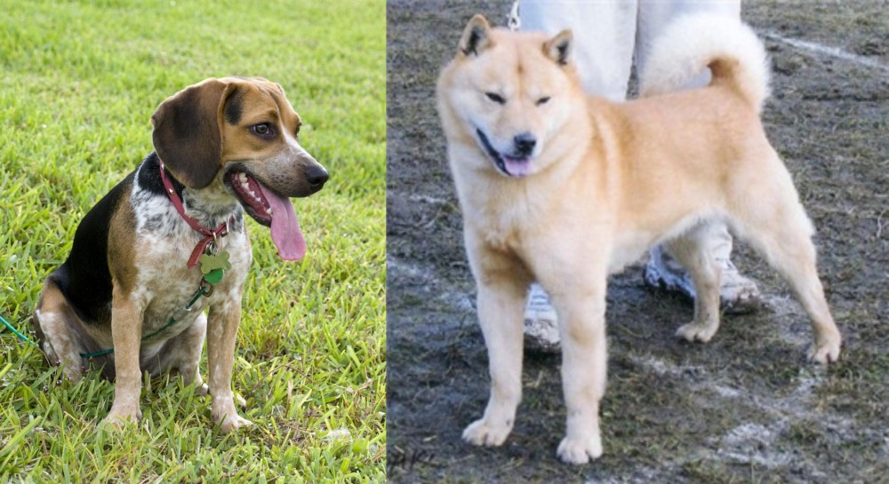 Hokkaido vs Bluetick Beagle - Breed Comparison