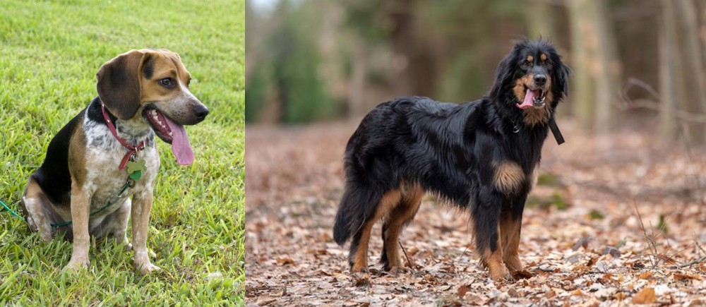 Hovawart vs Bluetick Beagle - Breed Comparison