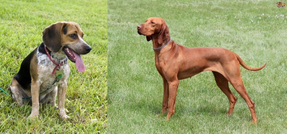 Hungarian Vizsla vs Bluetick Beagle - Breed Comparison