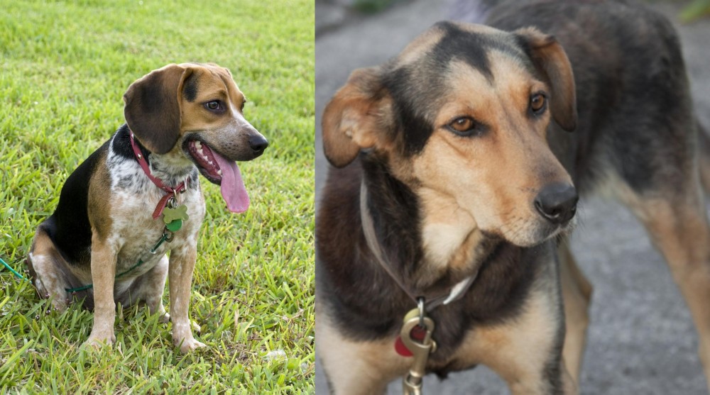 Huntaway vs Bluetick Beagle - Breed Comparison