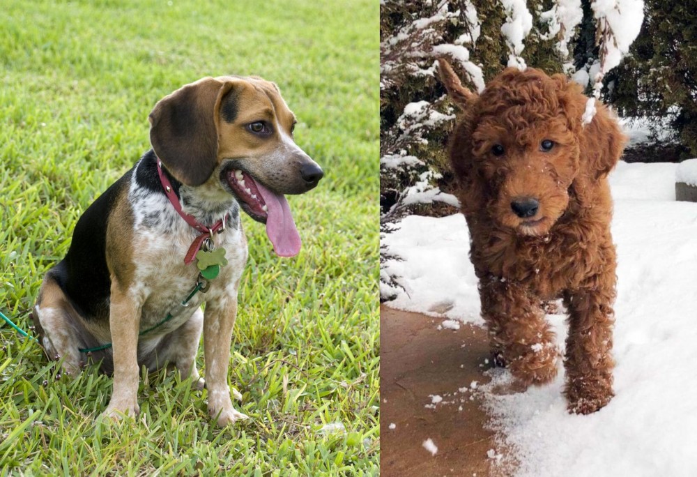 Irish Doodles vs Bluetick Beagle - Breed Comparison