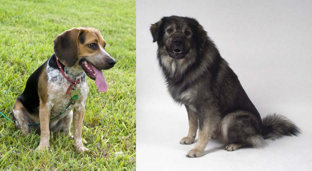 Istrian Sheepdog vs Bluetick Beagle - Breed Comparison