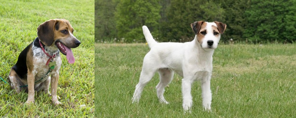 Jack Russell Terrier vs Bluetick Beagle - Breed Comparison