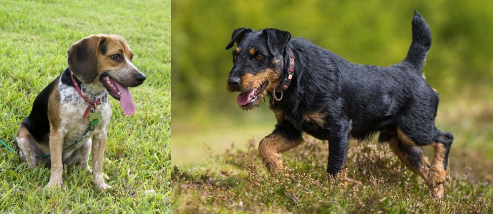 Jagdterrier vs Bluetick Beagle - Breed Comparison