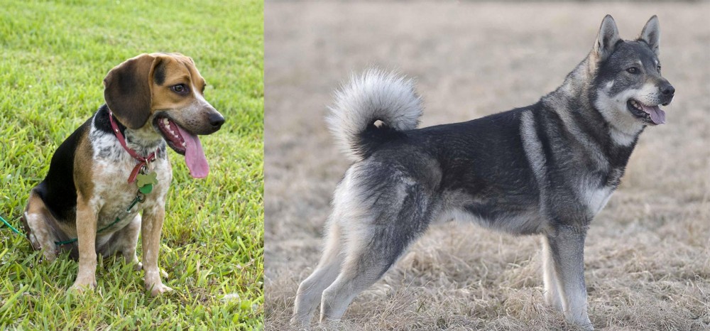 Jamthund vs Bluetick Beagle - Breed Comparison