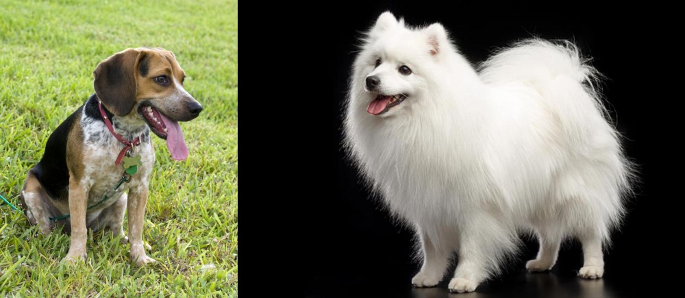 Japanese Spitz vs Bluetick Beagle - Breed Comparison