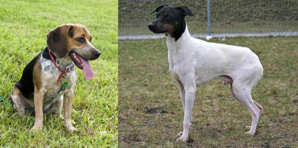Japanese Terrier vs Bluetick Beagle - Breed Comparison