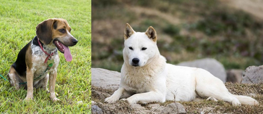 Jindo vs Bluetick Beagle - Breed Comparison