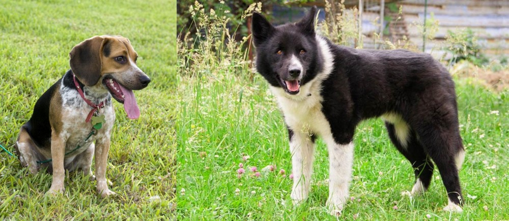 Karelian Bear Dog vs Bluetick Beagle - Breed Comparison