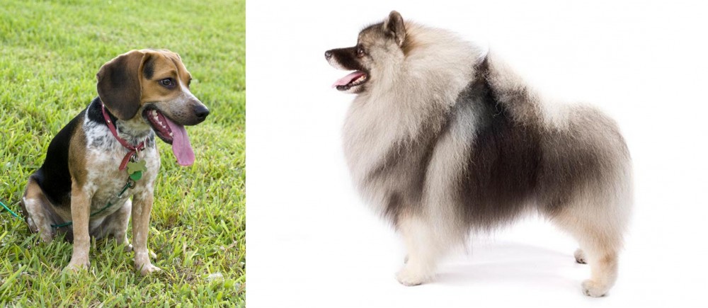 Keeshond vs Bluetick Beagle - Breed Comparison