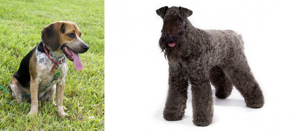 Kerry Blue Terrier vs Bluetick Beagle - Breed Comparison