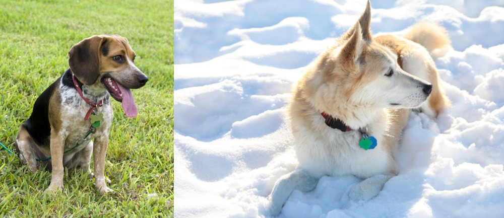 Labrador Husky vs Bluetick Beagle - Breed Comparison
