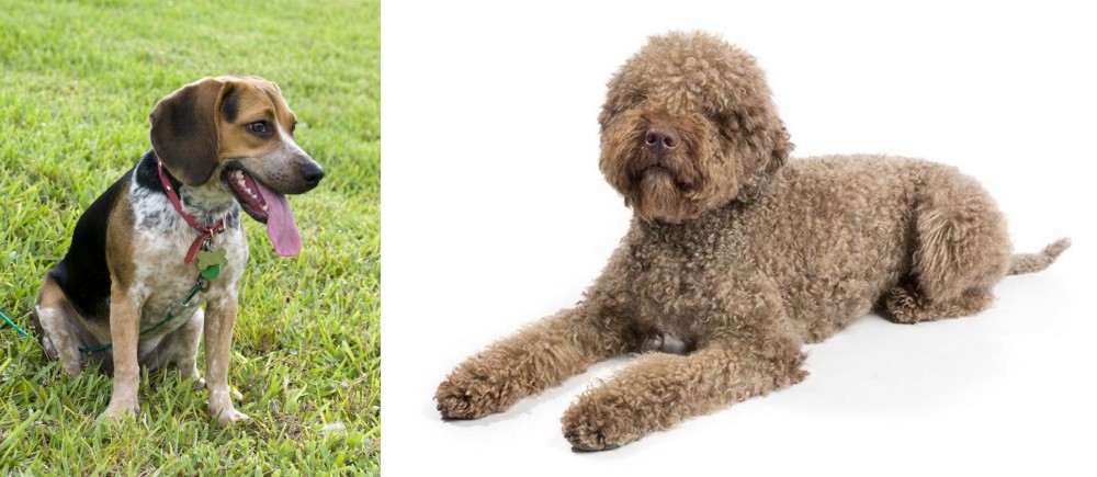 Lagotto Romagnolo vs Bluetick Beagle - Breed Comparison
