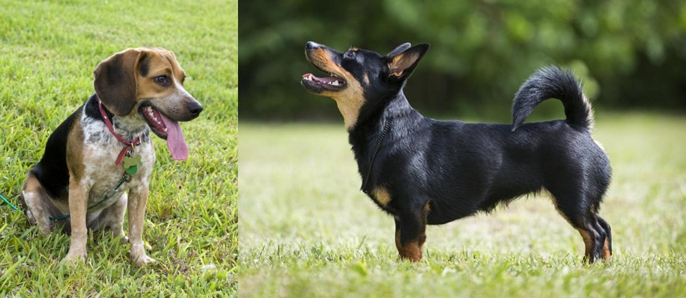 Lancashire Heeler vs Bluetick Beagle - Breed Comparison
